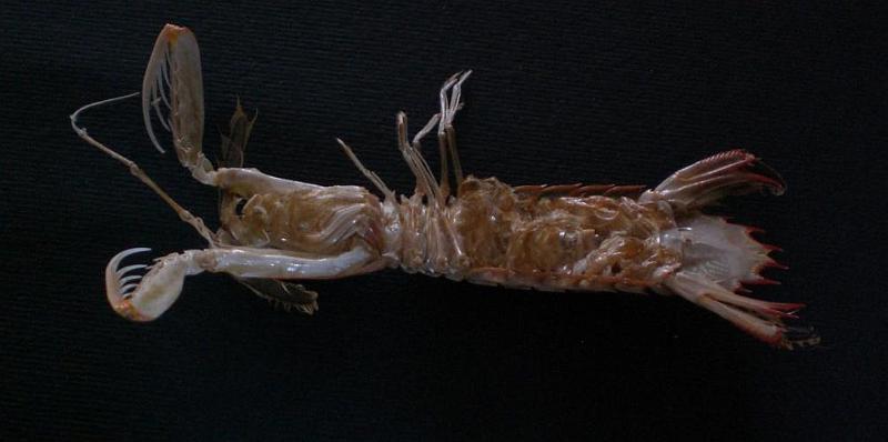 Visaya lira T.F.C. ventral view.jpg